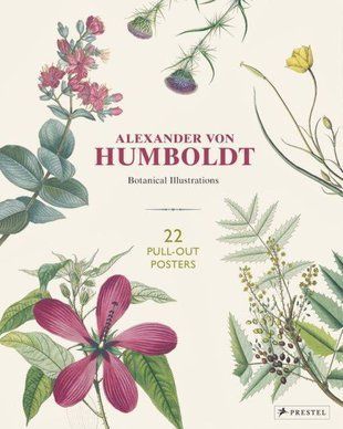 Okładka książki Alexander Von Humboldt: Botanical Illustrations. 22 Pull-Out Posters. Otfried Baume Otfried Baume, 9783791385136,   108 zł