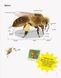 Усе про бджіл... і не тільки. Джек Гишар, Кароль Ксенар, Відправка за 30 днів