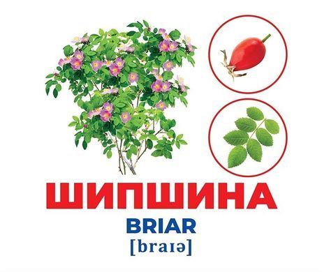 Okładka książki Геній з пелюшок. Дерева та кущі. Карточки Доман Глен Доман Глен, 4823076151614,   29 zł