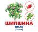 Геній з пелюшок. Дерева та кущі. Карточки Доман Глен, Wysyłamy za 30 dni